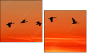 45440307