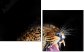 48606369