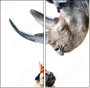 49240267