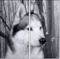 60177878