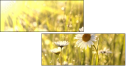 26909775
