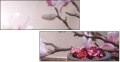 29087666