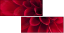 33891278