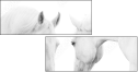 35103653