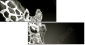 38098957