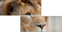 44169584