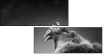 49654340