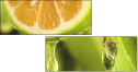 50666087