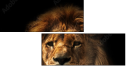 57644723
