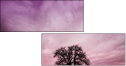 65457825