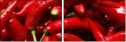 14895292