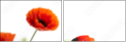 16360446