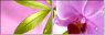 20055851