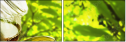 21155419