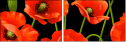 21375276