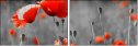 22284891