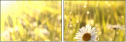 26909775