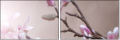 29087666