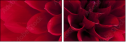 33891278