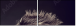 43317658