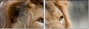 44169584