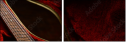 48965476