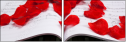 59304443