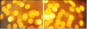 75658632