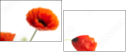 16360446