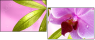 20055851