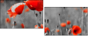 22284891