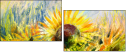 24625631