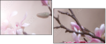 29087666