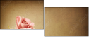 29543249