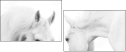 35103653