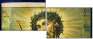 36632692