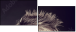 43317658