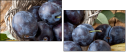 47791254