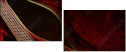 48965476
