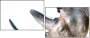 49240267