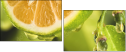 50666087