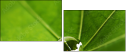 53517860