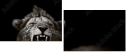55022954