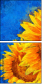 121341764