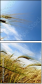 15801667