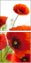16360446