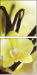 20383309
