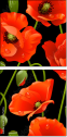 21375276