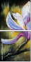 21636905