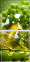 24495232